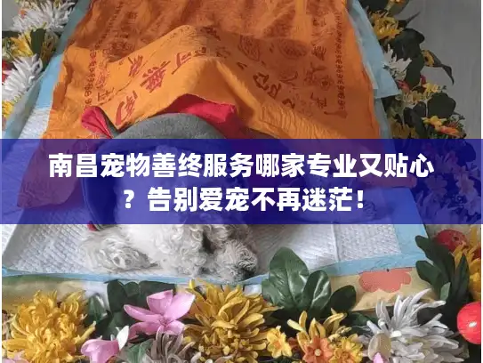 南昌宠物善终服务哪家专业又贴心？告别爱宠不再迷茫！