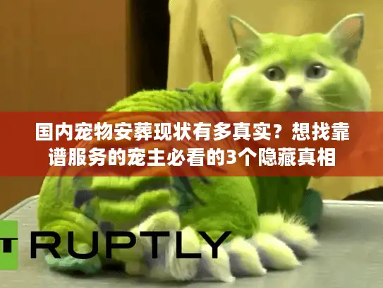 国内宠物安葬现状有多真实？想找靠谱服务的宠主必看的3个隐藏真相
