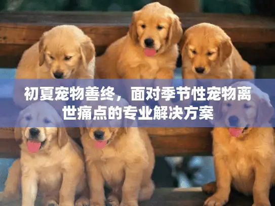 初夏宠物善终，面对季节性宠物离世痛点的专业解决方案