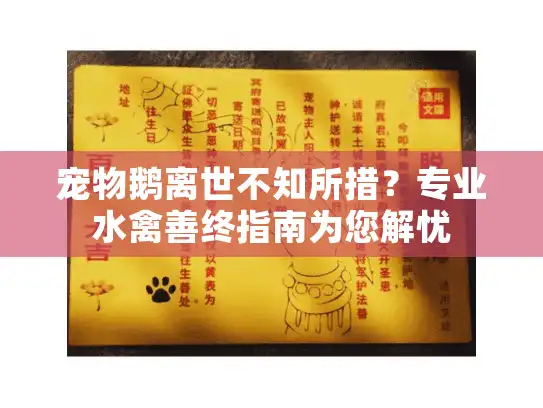 宠物鹅离世不知所措？专业水禽善终指南为您解忧