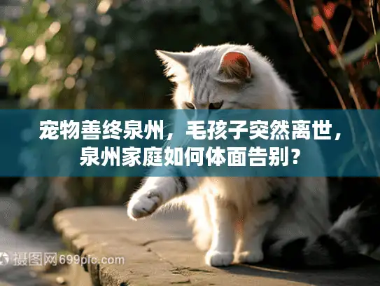 宠物善终泉州，毛孩子突然离世，泉州家庭如何体面告别？