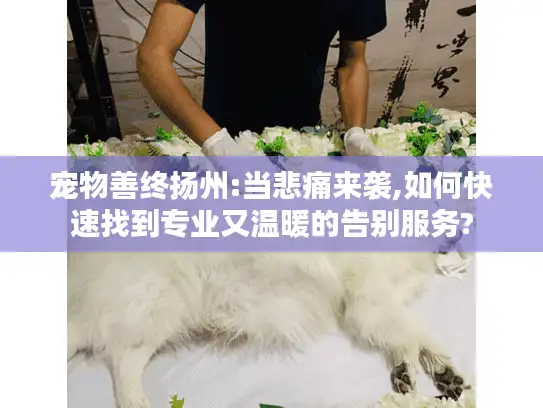 宠物善终扬州:当悲痛来袭,如何快速找到专业又温暖的告别服务?