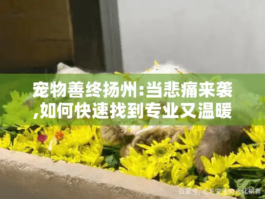 宠物善终扬州:当悲痛来袭,如何快速找到专业又温暖的告别服务?