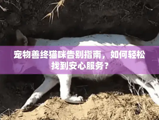 宠物善终猫咪告别指南，如何轻松找到安心服务？