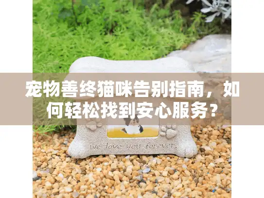宠物善终猫咪告别指南，如何轻松找到安心服务？