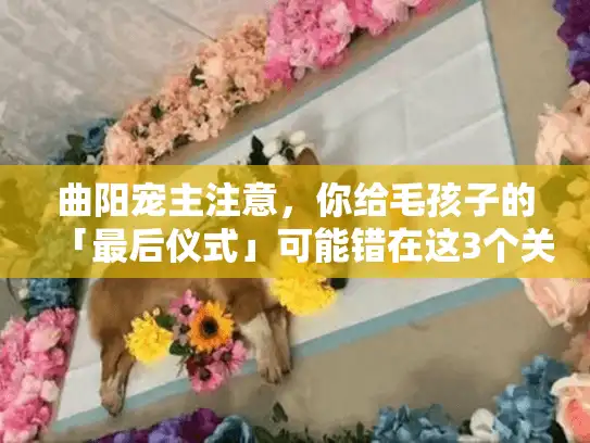 曲阳宠主注意，你给毛孩子的「最后仪式」可能错在这3个关键环节