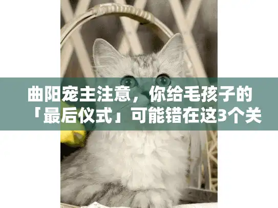 曲阳宠主注意，你给毛孩子的「最后仪式」可能错在这3个关键环节