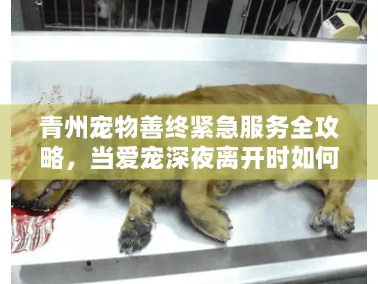 青州宠物善终紧急服务全攻略，当爱宠深夜离开时如何获得专业善后支持