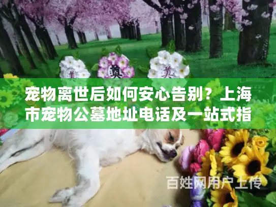 宠物离世后如何安心告别？上海市宠物公墓地址电话及一站式指南