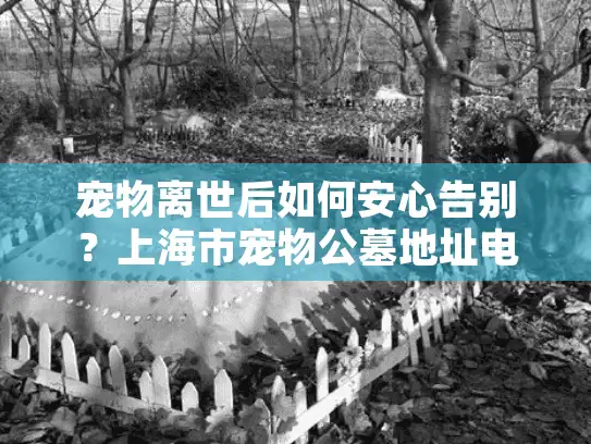 宠物离世后如何安心告别？上海市宠物公墓地址电话及一站式指南