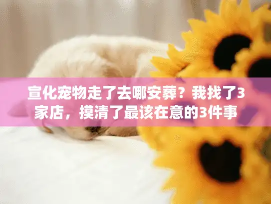 宣化宠物走了去哪安葬？我找了3家店，摸清了最该在意的3件事
