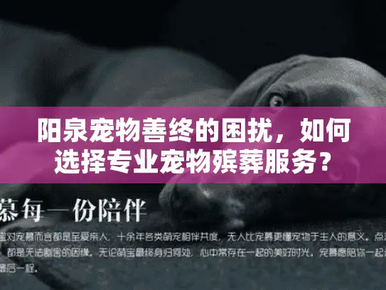 阳泉宠物善终的困扰，如何选择专业宠物殡葬服务？