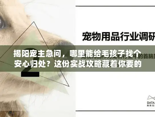 揭阳宠主急问，哪里能给毛孩子找个安心归处？这份实战攻略藏着你要的答案