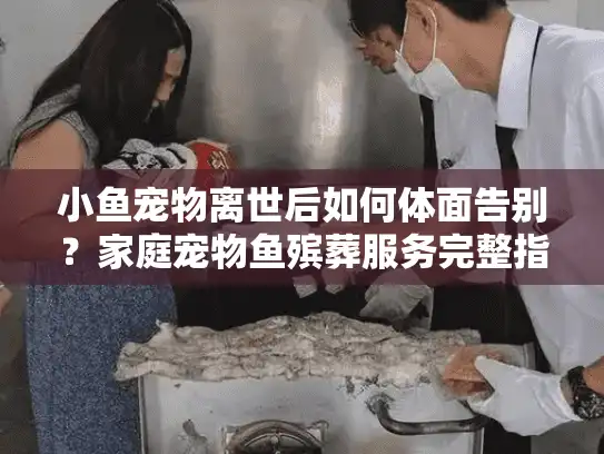 小鱼宠物离世后如何体面告别？家庭宠物鱼殡葬服务完整指南
