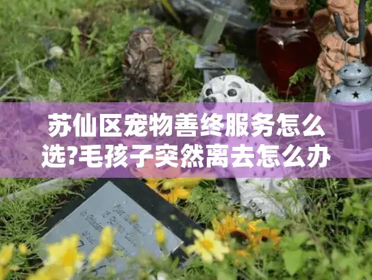 苏仙区宠物善终服务怎么选?毛孩子突然离去怎么办,专业送别再告别