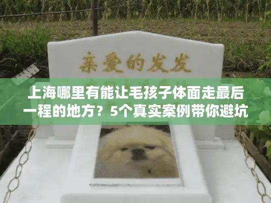 上海哪里有能让毛孩子体面走最后一程的地方？5个真实案例带你避坑