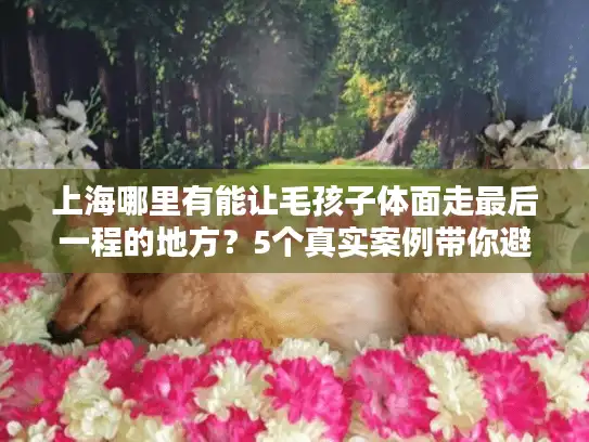 上海哪里有能让毛孩子体面走最后一程的地方？5个真实案例带你避坑