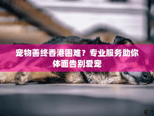 宠物善终香港困难？专业服务助你体面告别爱宠