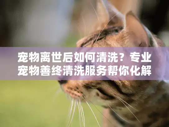 宠物离世后如何清洗？专业宠物善终清洗服务帮你化解困境