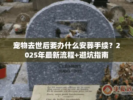 宠物去世后要办什么安葬手续？2025年最新流程+避坑指南