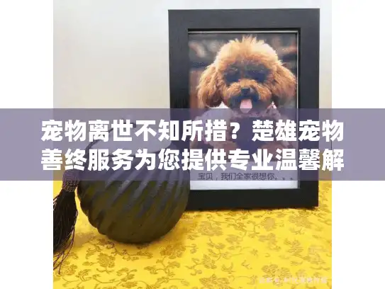 宠物离世不知所措？楚雄宠物善终服务为您提供专业温馨解决方案