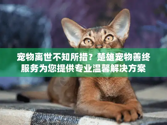 宠物离世不知所措？楚雄宠物善终服务为您提供专业温馨解决方案