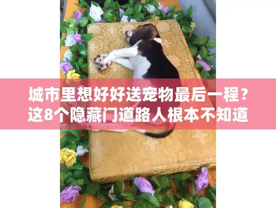 城市里想好好送宠物最后一程？这8个隐藏门道路人根本不知道