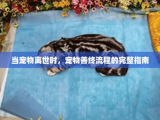 当宠物离世时，宠物善终流程的完整指南