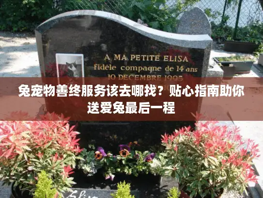 兔宠物善终服务该去哪找？贴心指南助你送爱兔最后一程