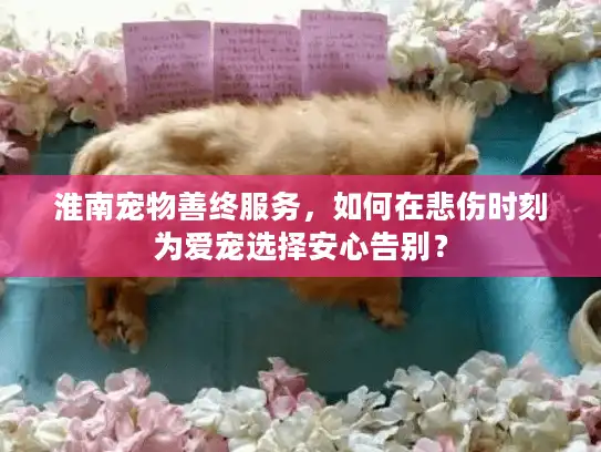 淮南宠物善终服务，如何在悲伤时刻为爱宠选择安心告别？