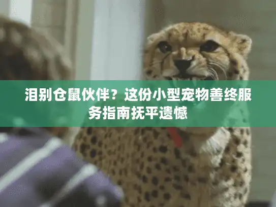 泪别仓鼠伙伴？这份小型宠物善终服务指南抚平遗憾