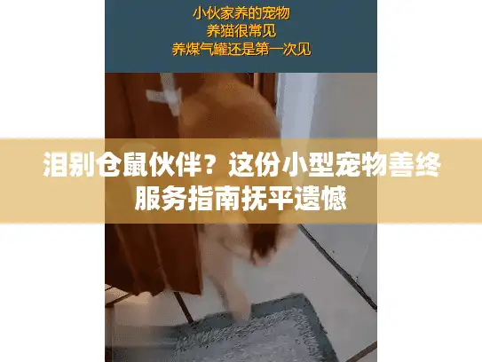 泪别仓鼠伙伴？这份小型宠物善终服务指南抚平遗憾