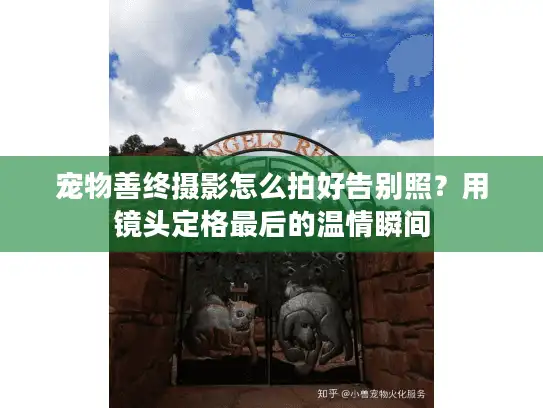 宠物善终摄影怎么拍好告别照？用镜头定格最后的温情瞬间
