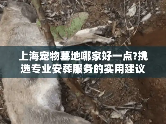上海宠物墓地哪家好一点?挑选专业安葬服务的实用建议