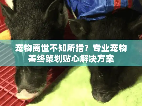 宠物离世不知所措？专业宠物善终策划贴心解决方案