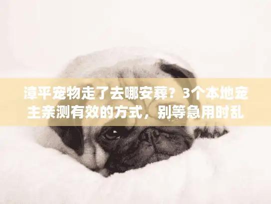漳平宠物走了去哪安葬？3个本地宠主亲测有效的方式，别等急用时乱撞