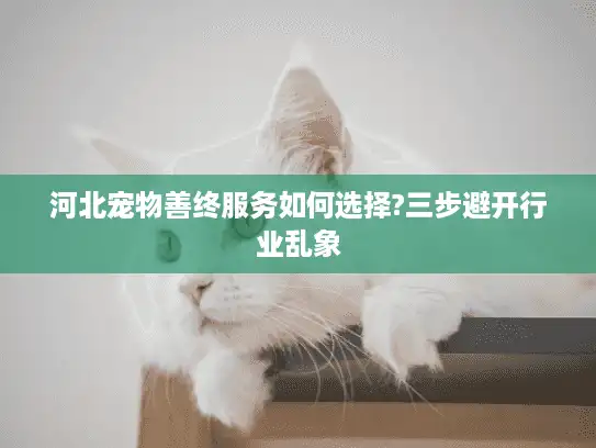 河北宠物善终服务如何选择?三步避开行业乱象