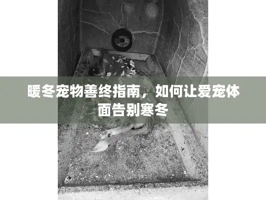暖冬宠物善终指南，如何让爱宠体面告别寒冬