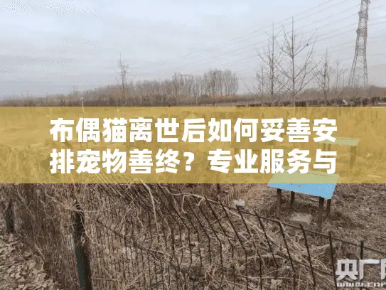 布偶猫离世后如何妥善安排宠物善终？专业服务与情感指南