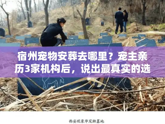 宿州宠物安葬去哪里？宠主亲历3家机构后，说出最真实的选择逻辑