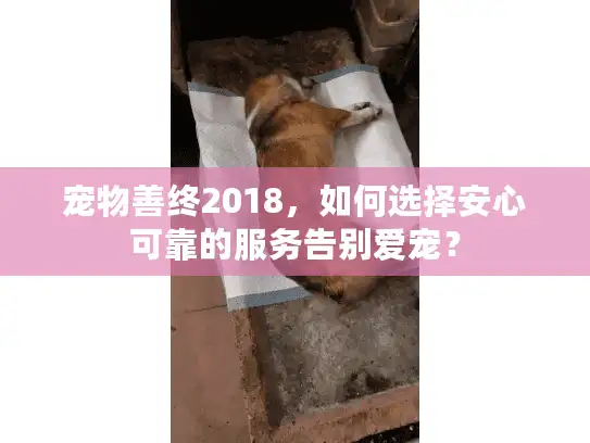 宠物善终2018，如何选择安心可靠的服务告别爱宠？