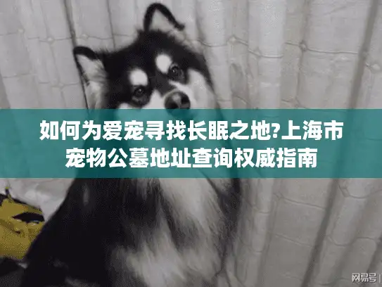 如何为爱宠寻找长眠之地?上海市宠物公墓地址查询权威指南
