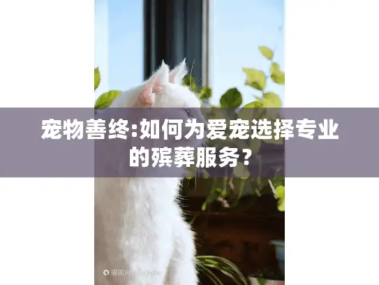 宠物善终:如何为爱宠选择专业的殡葬服务？