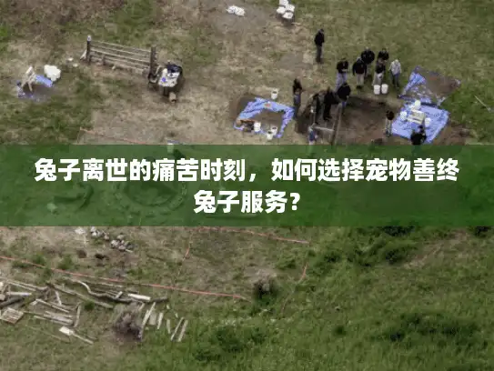 兔子离世的痛苦时刻，如何选择宠物善终兔子服务？