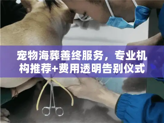 宠物海葬善终服务，专业机构推荐+费用透明告别仪式