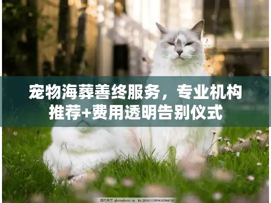 宠物海葬善终服务，专业机构推荐+费用透明告别仪式