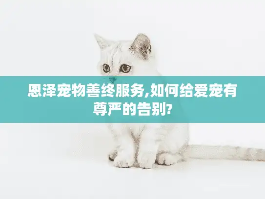 恩泽宠物善终服务,如何给爱宠有尊严的告别?