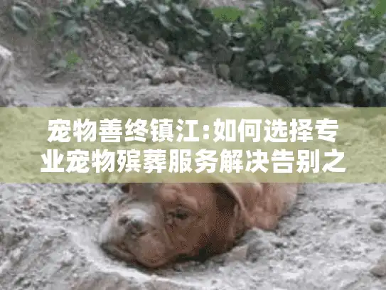 宠物善终镇江:如何选择专业宠物殡葬服务解决告别之痛