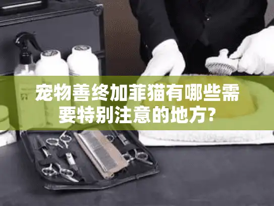 宠物善终加菲猫有哪些需要特别注意的地方?