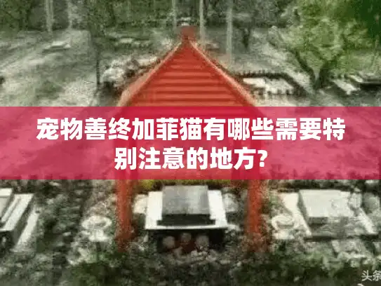 宠物善终加菲猫有哪些需要特别注意的地方?
